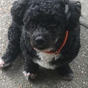 Meet your Posher, Sonya